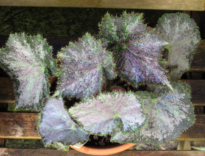 B. ‘Tangalooma’